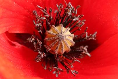 Fotografia da espécie Papaver rhoeas