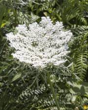 Fotografia da espécie Daucus carota