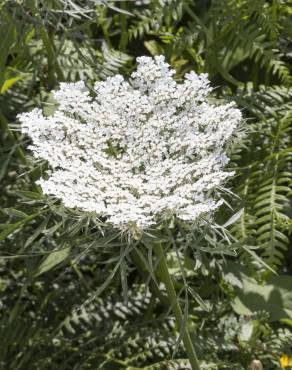 Fotografia 1 da espécie Daucus carota subesp. carota no Jardim Botânico UTAD