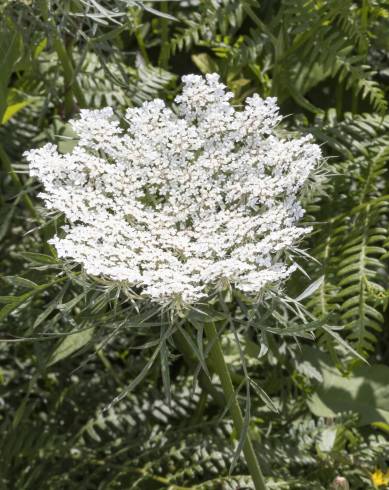 Fotografia de capa Daucus carota subesp. carota - do Jardim Botânico