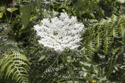 Fotografia da espécie Daucus carota subesp. carota