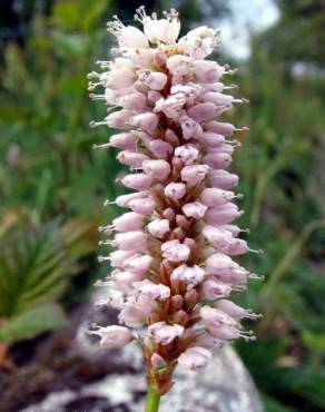 Fotografia 2 da espécie Persicaria orientalis no Jardim Botânico UTAD