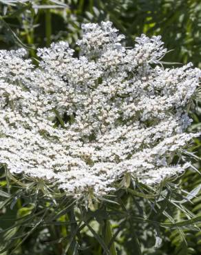 Fotografia 6 da espécie Daucus carota subesp. carota no Jardim Botânico UTAD