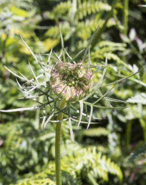 Fotografia 10 da espécie Daucus carota subesp. carota no Jardim Botânico UTAD