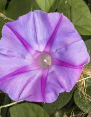 Convolvulus althaeoides