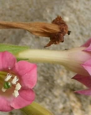 Fotografia 5 da espécie Nicotiana tabacum no Jardim Botânico UTAD