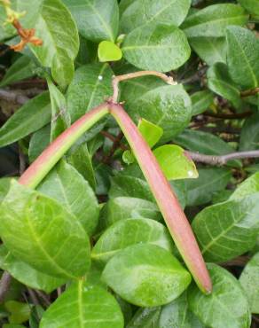 Fotografia 5 da espécie Trachelospermum jasminoides no Jardim Botânico UTAD