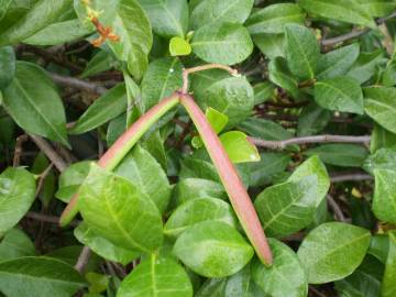 Fotografia da espécie Trachelospermum jasminoides