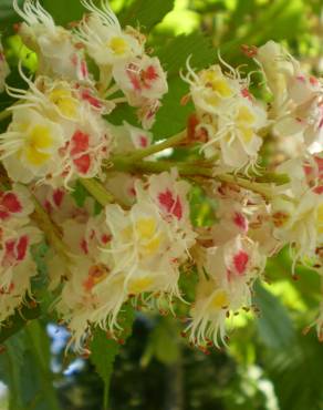 Fotografia 1 da espécie Aesculus hippocastanum no Jardim Botânico UTAD