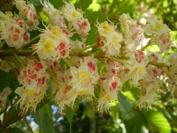 Fotografia da espécie Aesculus hippocastanum