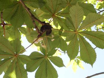 Fotografia da espécie Aesculus hippocastanum