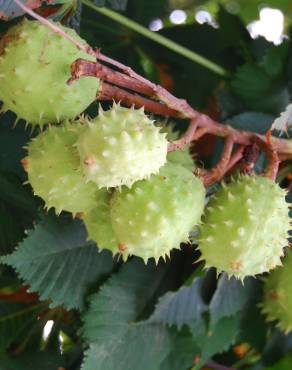 Fotografia 5 da espécie Aesculus hippocastanum no Jardim Botânico UTAD