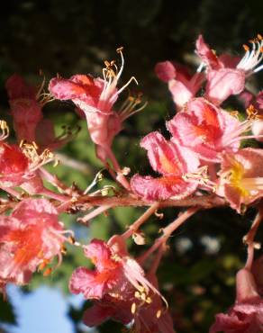 Fotografia 7 da espécie Aesculus x carnea no Jardim Botânico UTAD