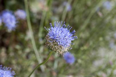 Fotografia da espécie Jasione montana var. montana