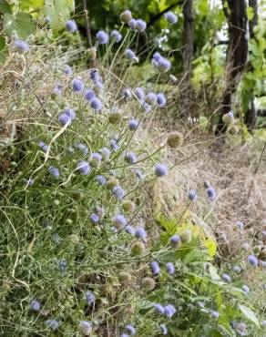 Fotografia 7 da espécie Jasione montana var. montana no Jardim Botânico UTAD