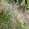 Fotografia 7 da espécie Jasione montana var. montana do Jardim Botânico UTAD