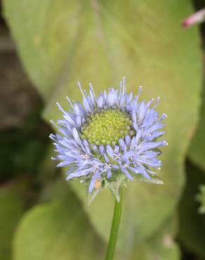 Fotografia 11 da espécie Jasione montana var. montana no Jardim Botânico UTAD