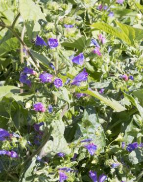 Fotografia 7 da espécie Echium vulgare subesp. vulgare no Jardim Botânico UTAD