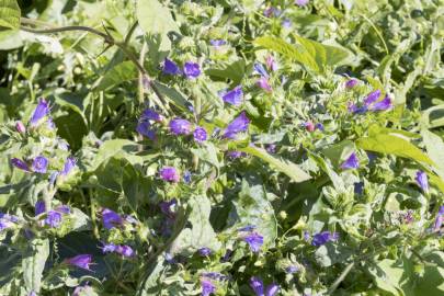 Fotografia da espécie Echium vulgare subesp. vulgare