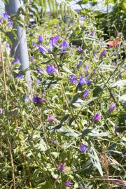 Fotografia da espécie Echium vulgare subesp. vulgare