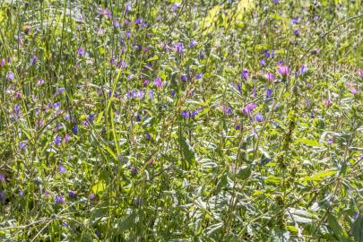 Fotografia da espécie Echium vulgare subesp. vulgare