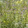 Fotografia 9 da espécie Echium vulgare subesp. vulgare do Jardim Botânico UTAD