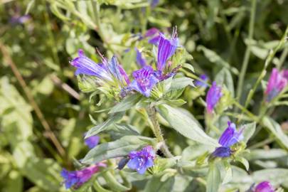 Fotografia da espécie Echium vulgare subesp. vulgare