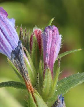 Fotografia 11 da espécie Echium vulgare subesp. vulgare no Jardim Botânico UTAD