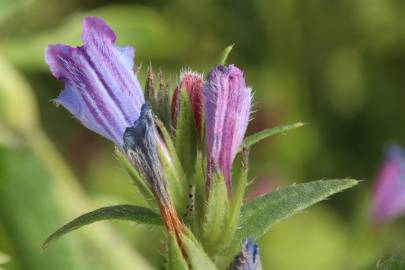 Fotografia da espécie Echium vulgare subesp. vulgare