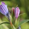 Fotografia 11 da espécie Echium vulgare subesp. vulgare do Jardim Botânico UTAD