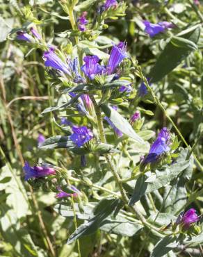 Fotografia 12 da espécie Echium vulgare subesp. vulgare no Jardim Botânico UTAD