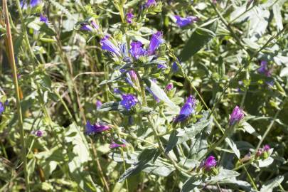 Fotografia da espécie Echium vulgare subesp. vulgare