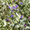 Fotografia 12 da espécie Echium vulgare subesp. vulgare do Jardim Botânico UTAD