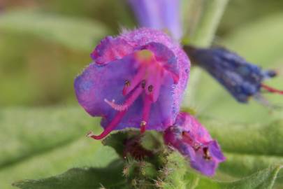 Fotografia da espécie Echium vulgare subesp. vulgare