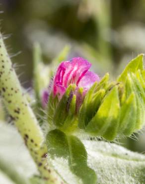 Fotografia 14 da espécie Echium vulgare subesp. vulgare no Jardim Botânico UTAD