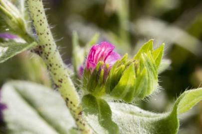 Fotografia da espécie Echium vulgare subesp. vulgare