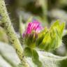 Fotografia 14 da espécie Echium vulgare subesp. vulgare do Jardim Botânico UTAD