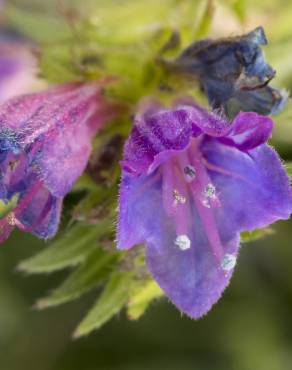 Fotografia 15 da espécie Echium vulgare subesp. vulgare no Jardim Botânico UTAD