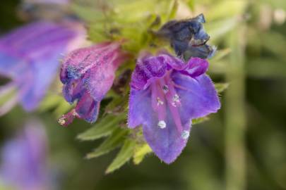 Fotografia da espécie Echium vulgare subesp. vulgare