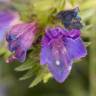 Fotografia 15 da espécie Echium vulgare subesp. vulgare do Jardim Botânico UTAD