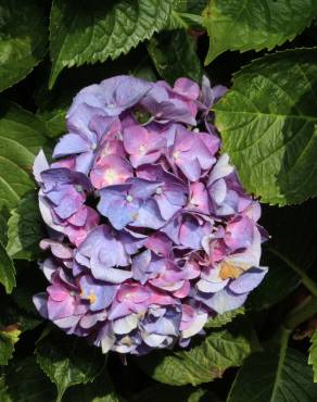 Fotografia 10 da espécie Hydrangea macrophylla no Jardim Botânico UTAD