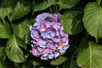 Fotografia da espécie Hydrangea macrophylla