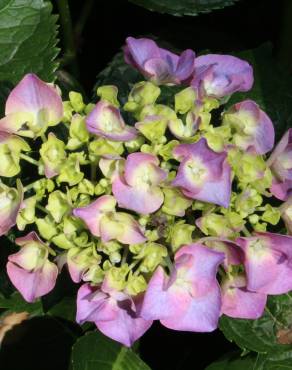 Fotografia 12 da espécie Hydrangea macrophylla no Jardim Botânico UTAD