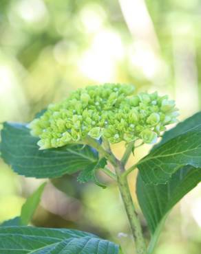 Fotografia 13 da espécie Hydrangea macrophylla no Jardim Botânico UTAD