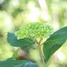 Fotografia 13 da espécie Hydrangea macrophylla do Jardim Botânico UTAD