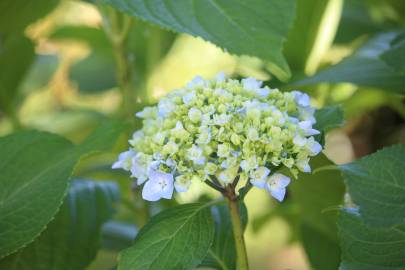 Fotografia da espécie Hydrangea macrophylla