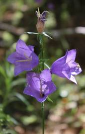 Fotografia da espécie Campanula persicifolia