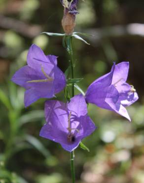 Fotografia 1 da espécie Campanula persicifolia no Jardim Botânico UTAD