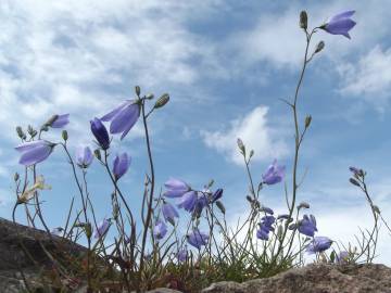 Fotografia da espécie Campanula persicifolia