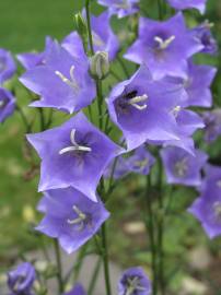 Fotografia da espécie Campanula persicifolia